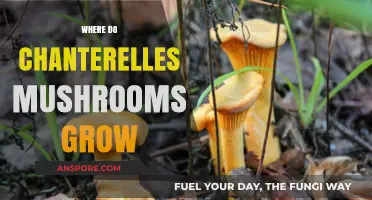 Discovering Chanterelles: Ideal Habitats for These Golden Forest Mushrooms