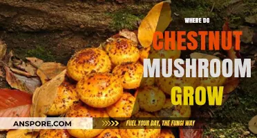 Discovering the Natural Habitats of Chestnut Mushrooms: Where They Thrive