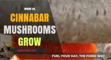 Discovering Cinnabar Mushroom Habitats: Where These Vibrant Fungi Thrive