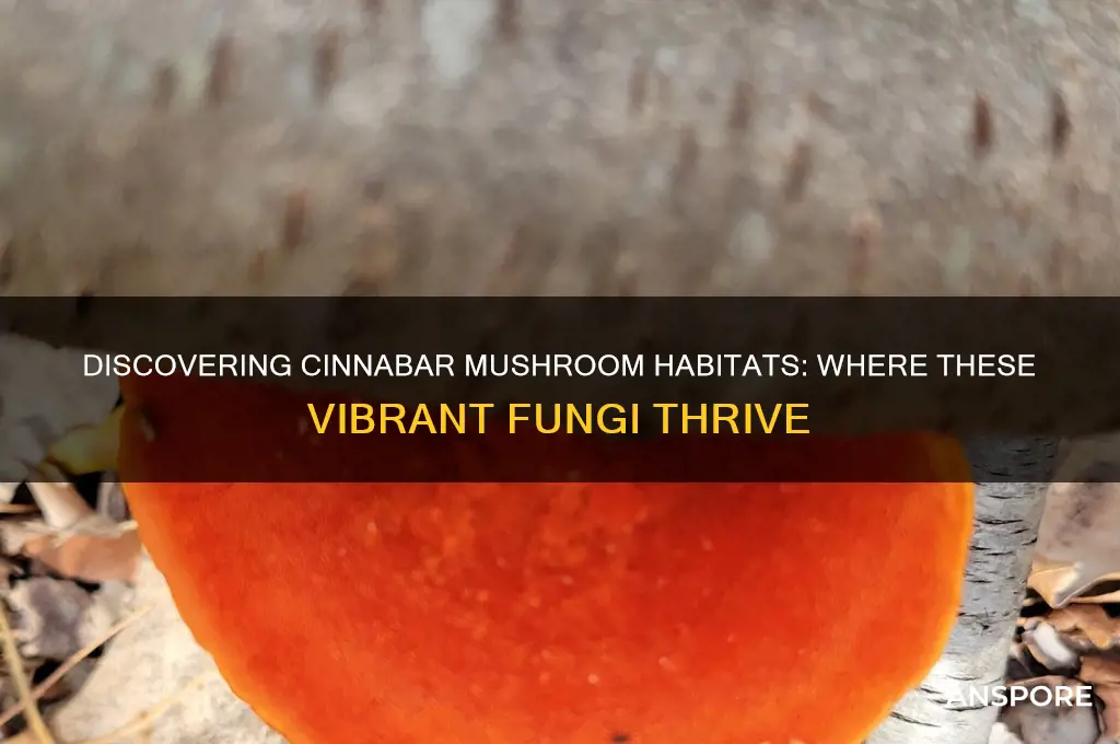 where do cinnabar mushrooms grow