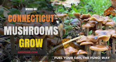 Exploring Connecticut's Hidden Mushroom Habitats: Where Fungi Thrive in the Wild