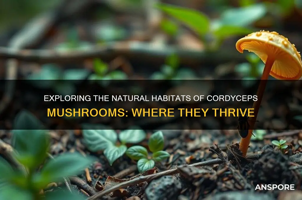 where do cordyceps mushrooms grow