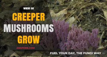 Discovering Creeper Mushroom Habitats: Where These Unique Fungi Thrive