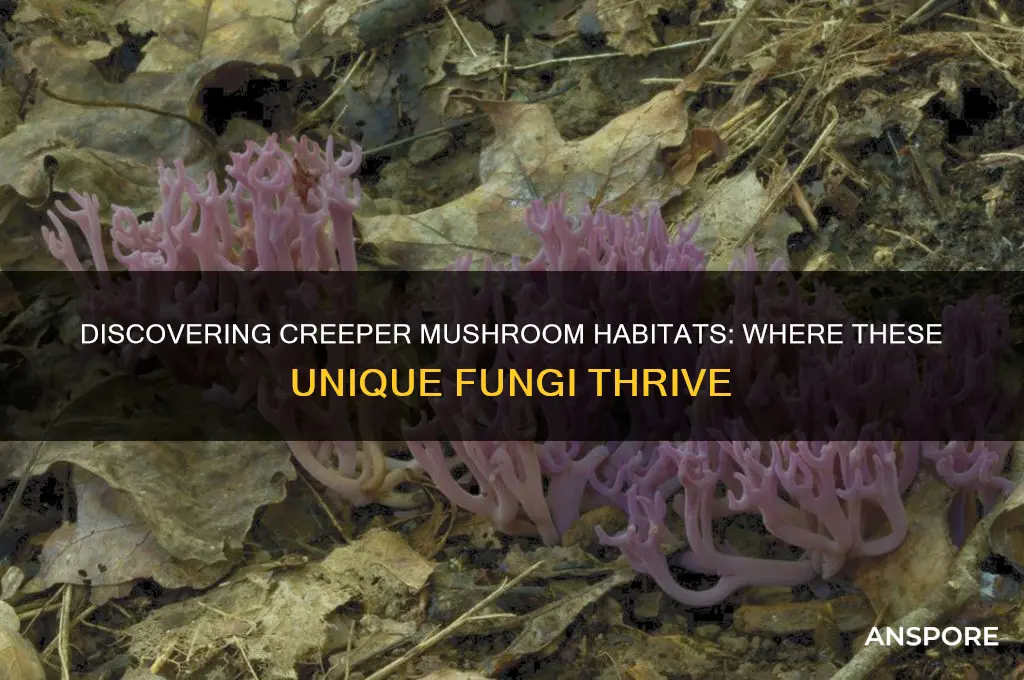 where do creeper mushrooms grow