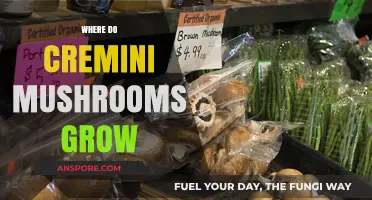 Where Do Cremini Mushrooms Grow: A Guide to Their Natural Habitat