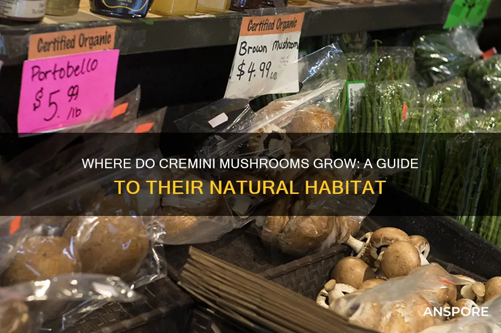 where do cremini mushrooms grow