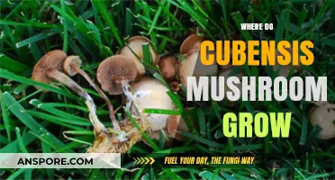 Exploring the Natural Habitats of Psilocybe Cubensis Mushrooms