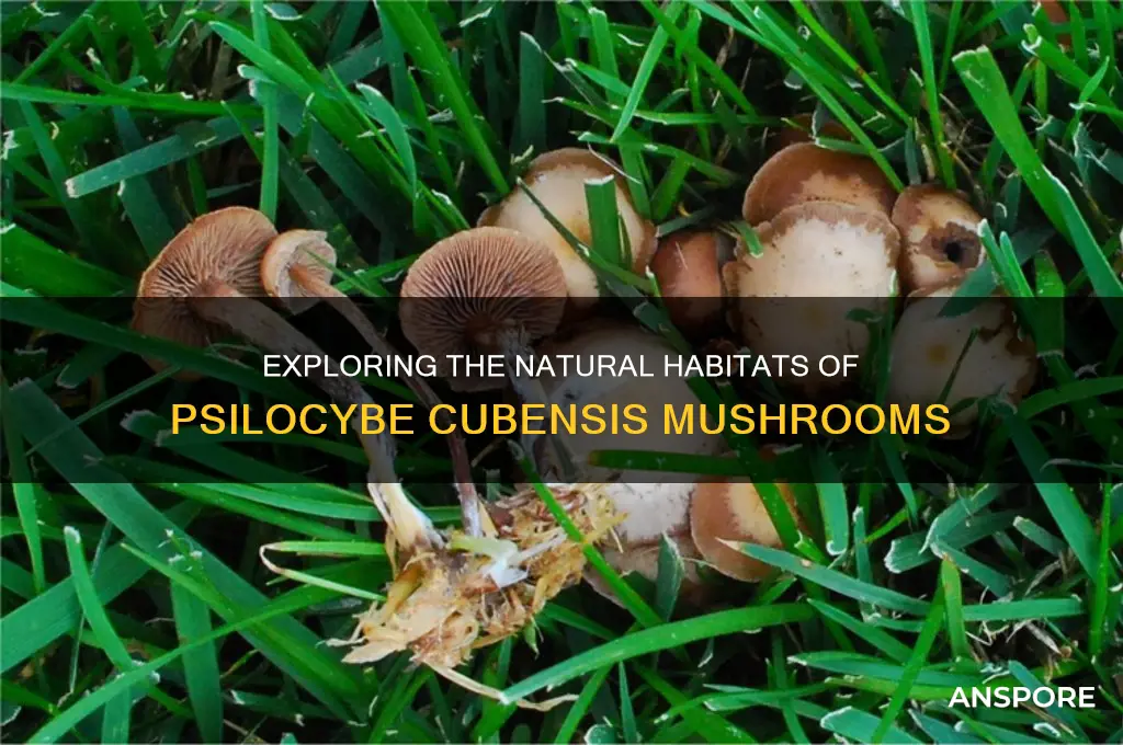 where do cubensis mushrooms grow