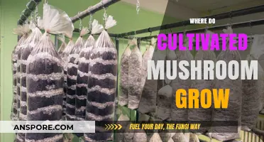 Where Do Cultivated Mushrooms Grow: Unveiling Their Ideal Growing Conditions