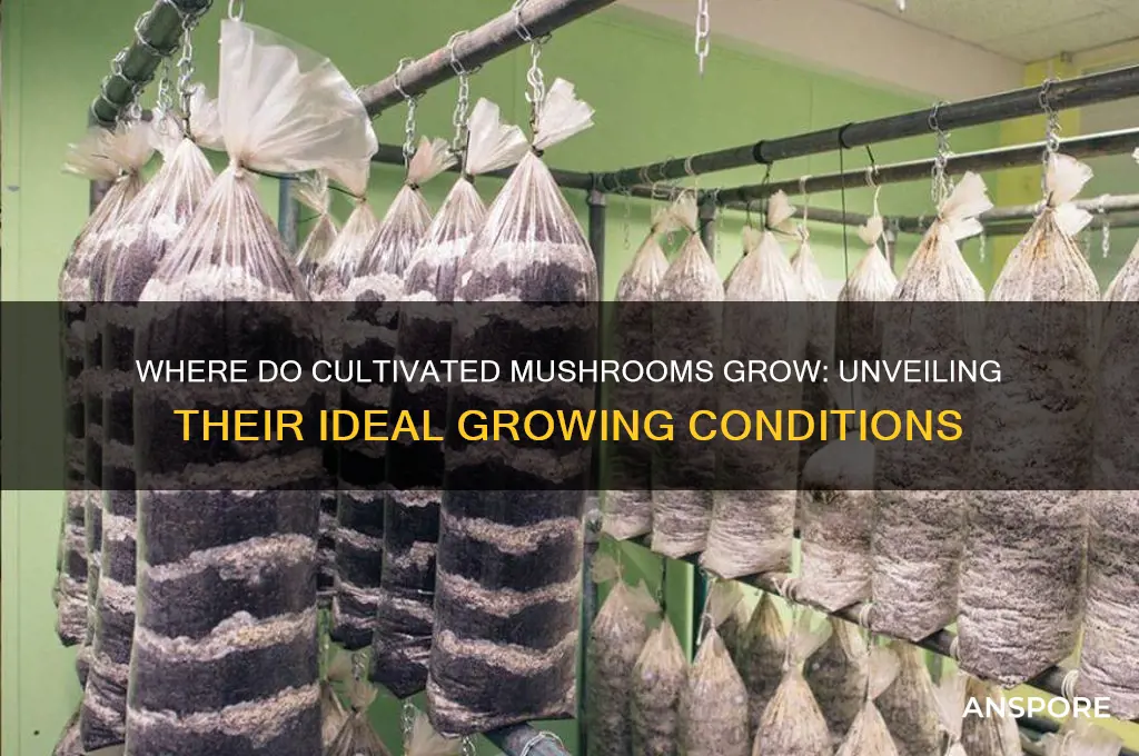 where do cultivated mushrooms grow