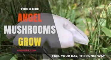 Where Death Angel Mushrooms Thrive: Habitats and Hidden Dangers