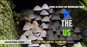 Where Death Cap Mushrooms Thrive: A US Growth Guide