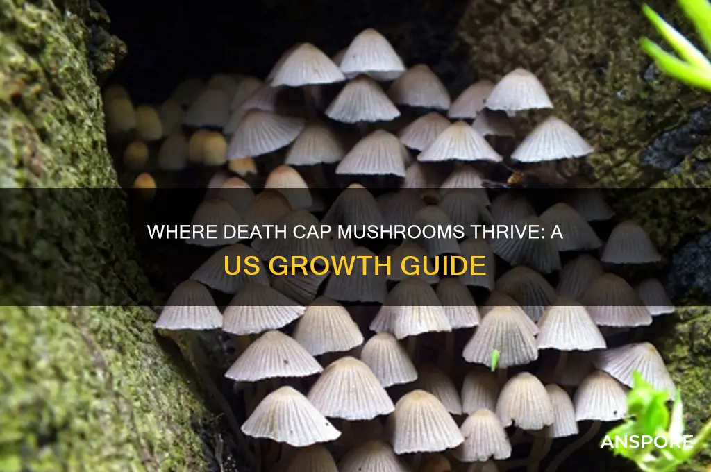 where do death cap mushrooms grow in the us