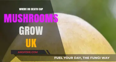 Where Do Death Cap Mushrooms Grow in the UK?