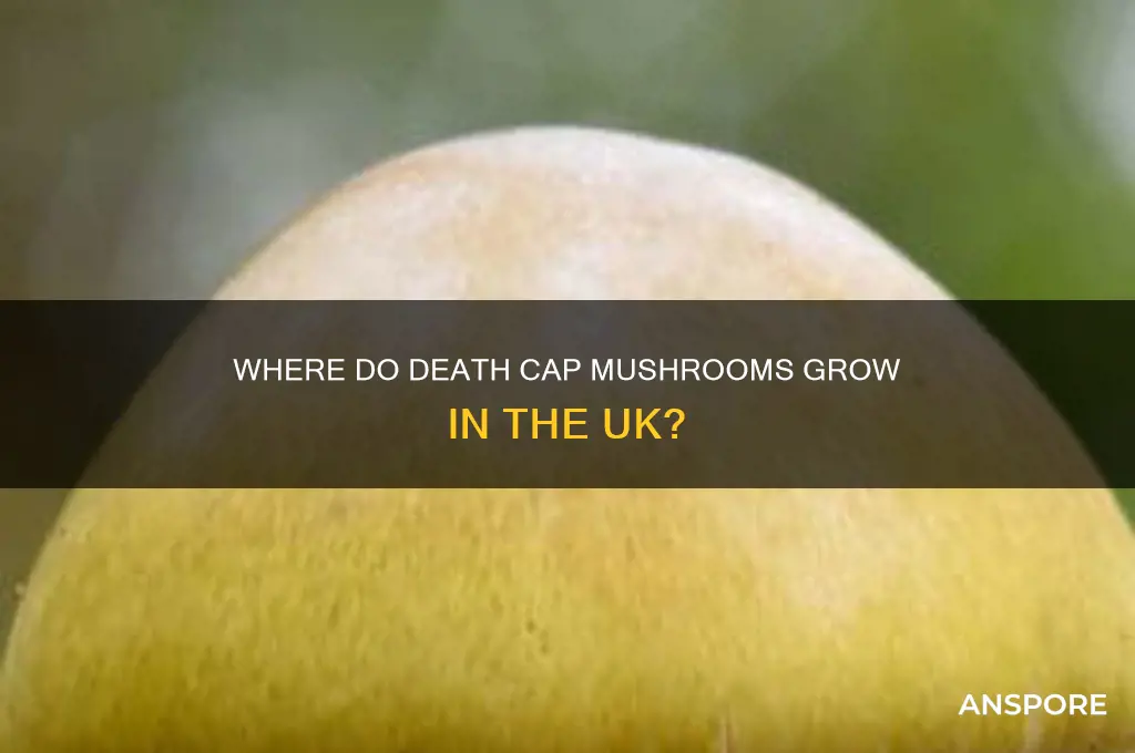 where do death cap mushrooms grow uk