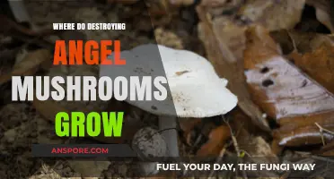 Where Do Destroying Angel Mushrooms Grow: Habitat and Dangers Explained