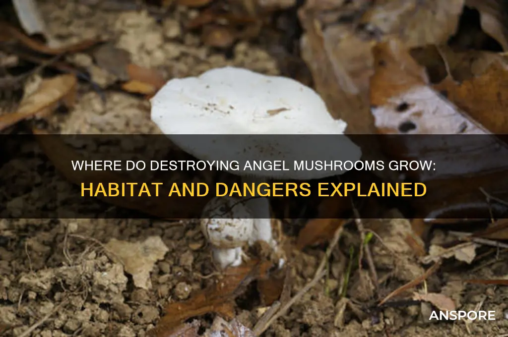 where do destroying angel mushrooms grow