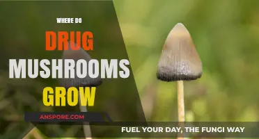 Exploring the Natural Habitats of Psychedelic Mushrooms: Where They Thrive