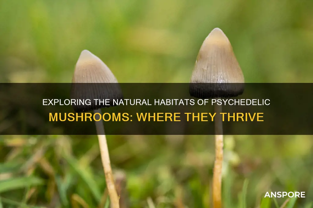 where do drug mushrooms grow