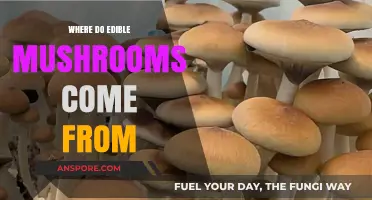 Exploring the Origins of Edible Mushrooms: From Forest to Table