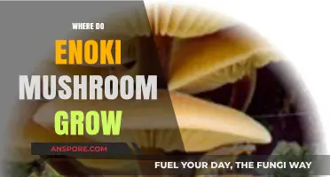 Exploring the Natural Habitat: Where Do Enoki Mushrooms Grow?