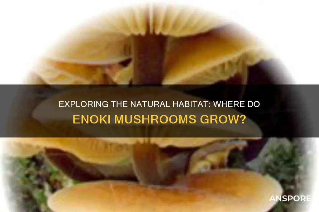 where do enoki mushroom grow