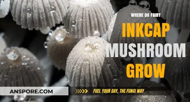 Discovering the Natural Habitats of Fairy Inkcap Mushrooms: A Guide