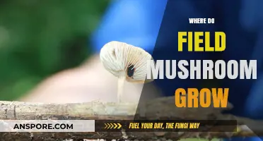 Discovering the Natural Habitats of Field Mushrooms: Where They Thrive