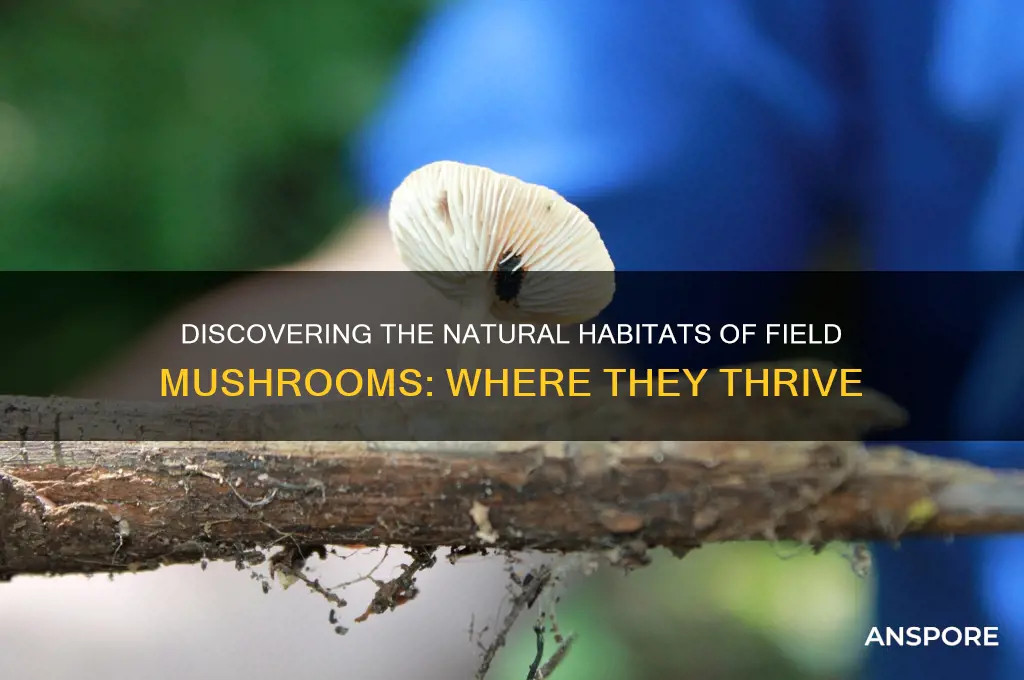 where do field mushrooms grow