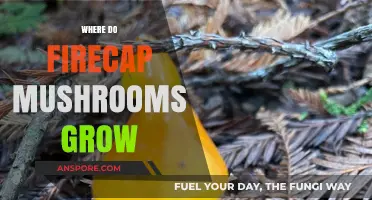 Discovering Firecap Mushrooms: Their Natural Habitats and Growth Conditions