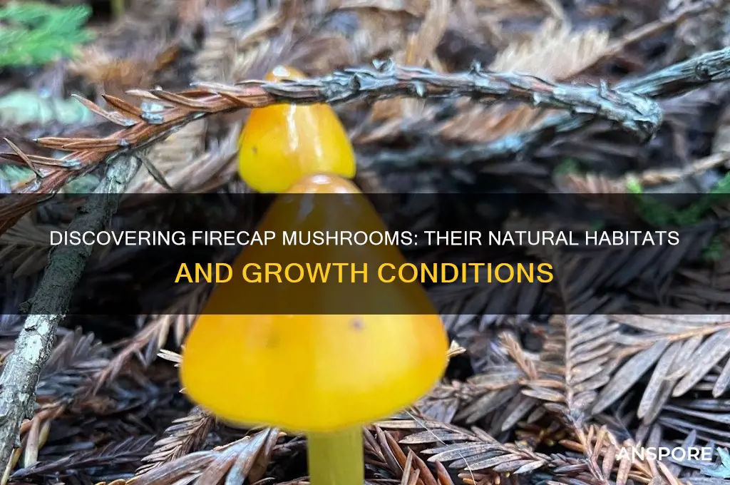 where do firecap mushrooms grow