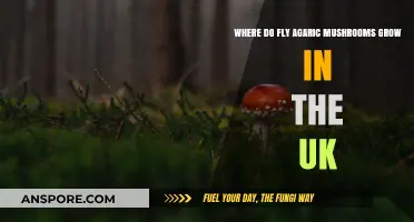 Discovering Fly Agaric Mushrooms: UK Habitats and Growth Locations