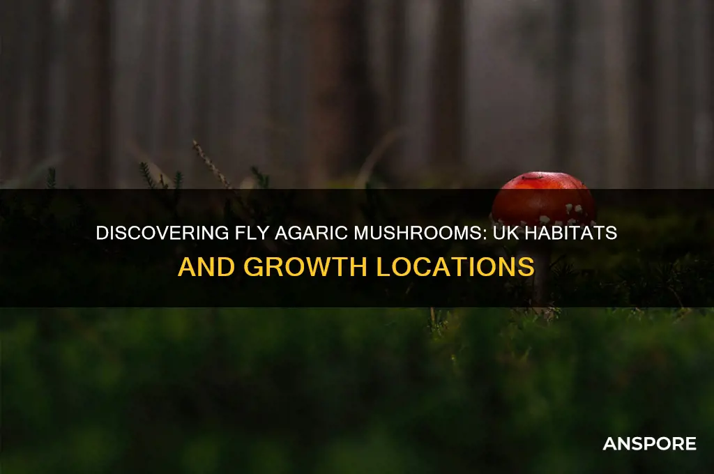 where do fly agaric mushrooms grow in the uk