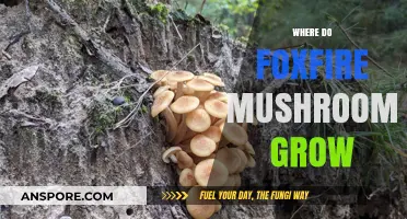 Discovering the Natural Habitats of Foxfire Mushrooms: Where They Thrive