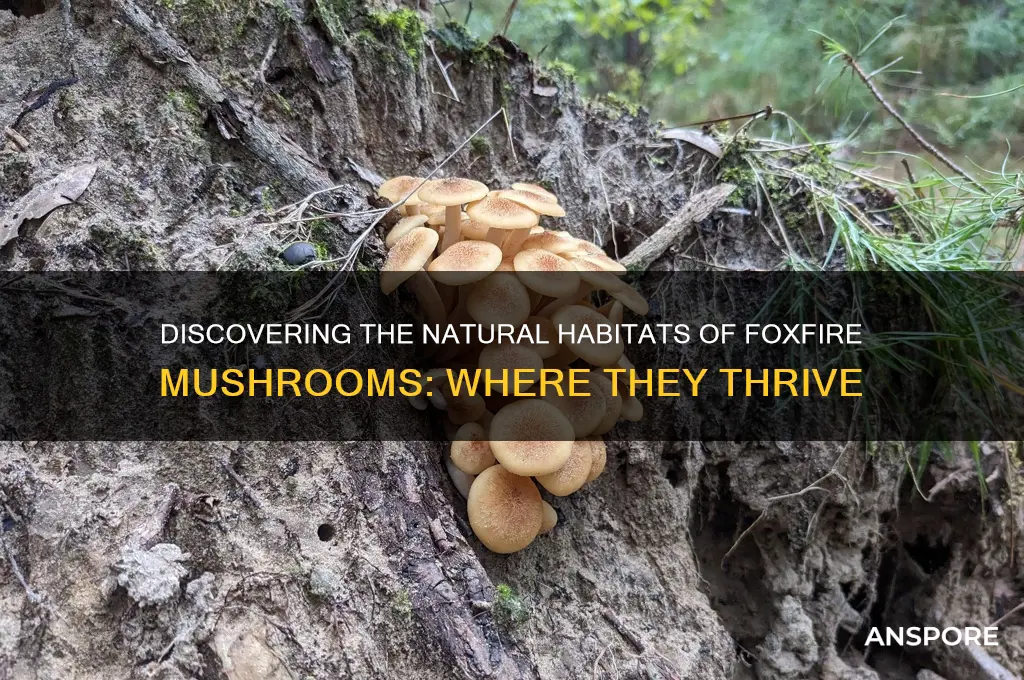 where do foxfire mushrooms grow