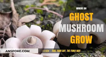 Where Ghost Mushrooms Thrive: Unveiling Their Mysterious Habitat Secrets