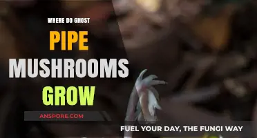 Where Ghost Pipe Mushrooms Thrive: Unveiling Their Mysterious Habitat