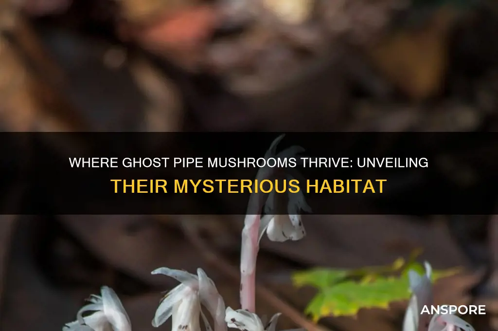 where do ghost pipe mushrooms grow
