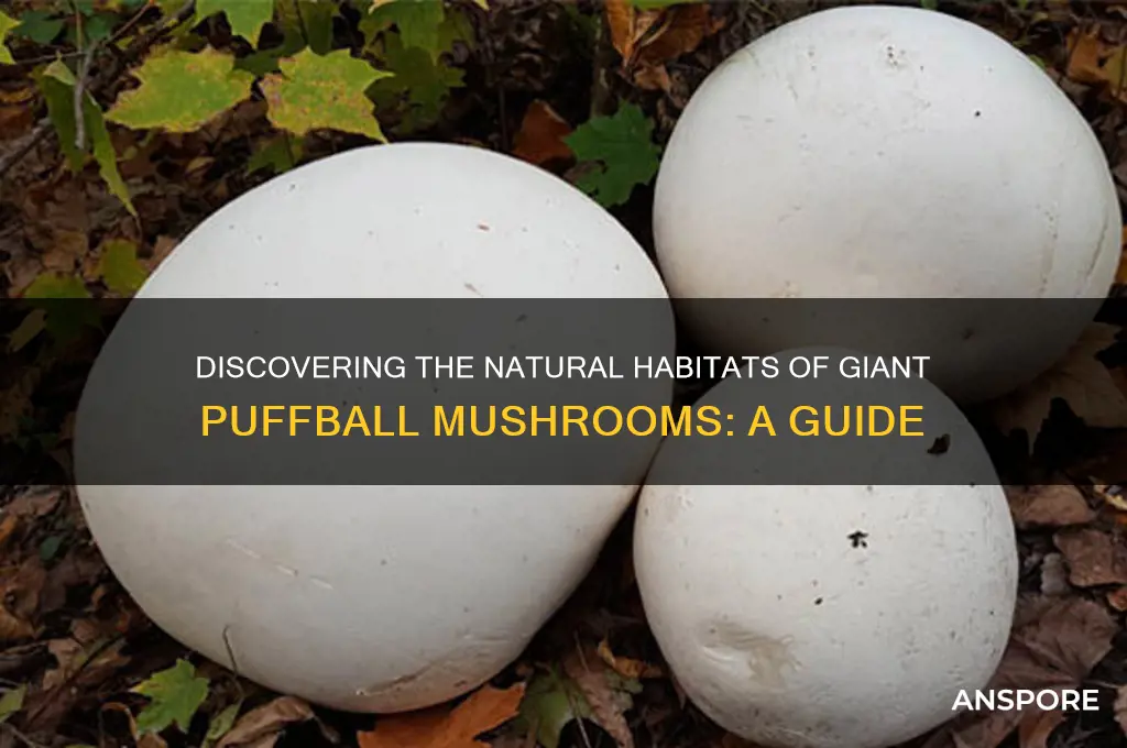 where do giant puffball mushrooms grow