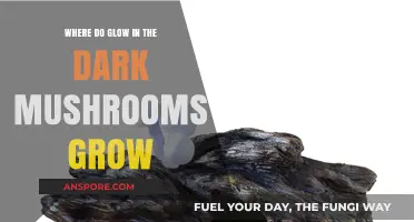 Mysterious Bioluminescent Fungi: Habitats Where Glow-in-the-Dark Mushrooms Thrive