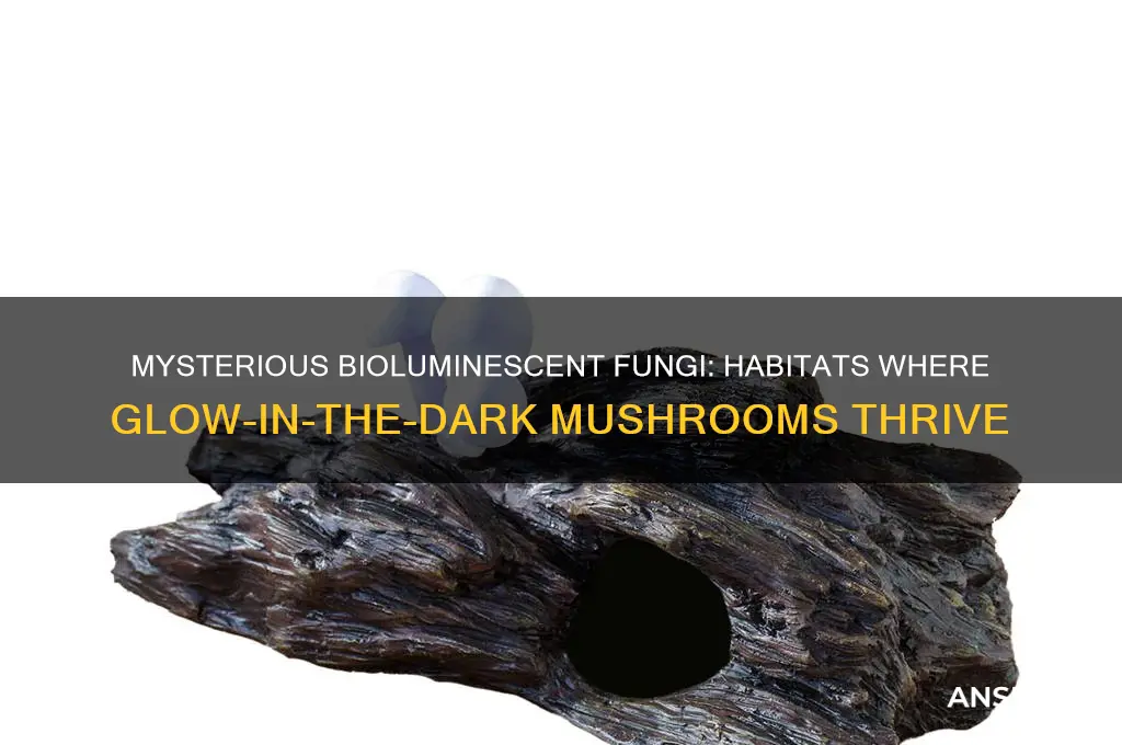 where do glow in the dark mushrooms grow