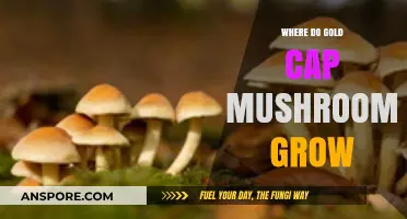 Discovering the Natural Habitats of Gold Cap Mushrooms: A Guide
