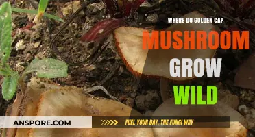 Discovering Golden Cap Mushrooms: Wild Habitats and Natural Growing Locations