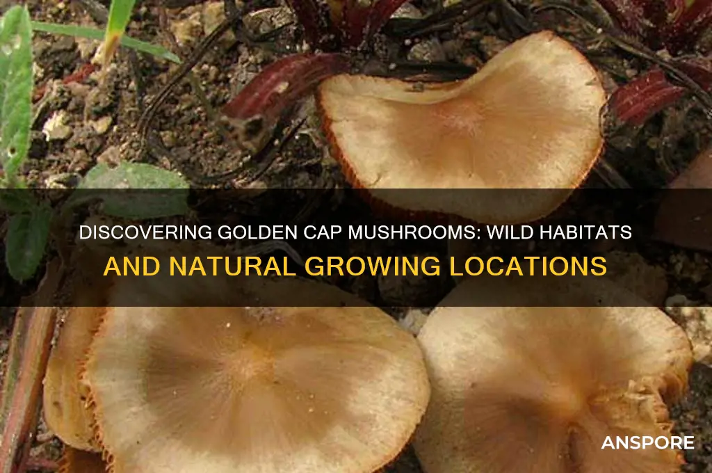 where do golden cap mushrooms grow wild