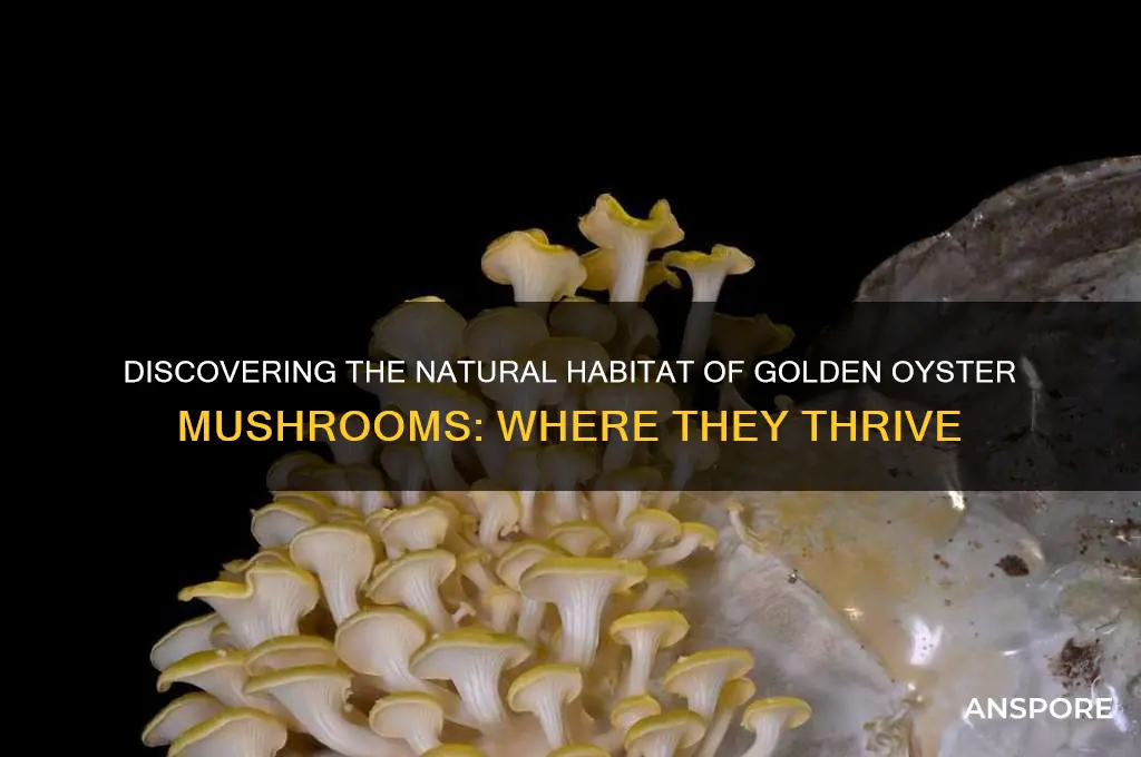 where do golden oyster mushrooms grow