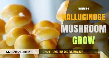 Exploring the Natural Habitats of Hallucinogenic Mushrooms Worldwide