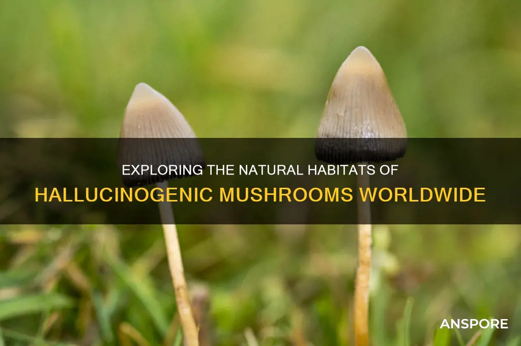 where do hallucinogenic mushroom grow