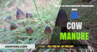 Exploring Hallucinogenic Mushrooms: Their Growth in Cow Manure Environments