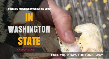 Discovering Hedgehog Mushrooms: Prime Growing Spots in Washington State