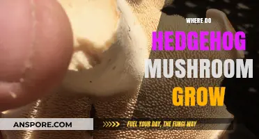 Discovering Hedgehog Mushrooms: Habitats and Ideal Growing Conditions Explained